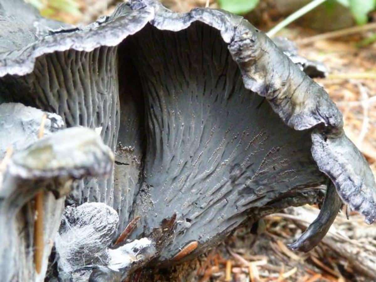 blue chanterelle close up