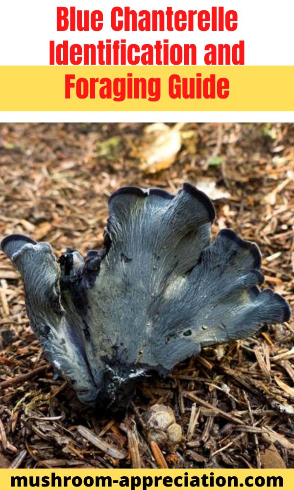 Blue Chanterelle Identification and Foraging Guide Mushroom Appreciation