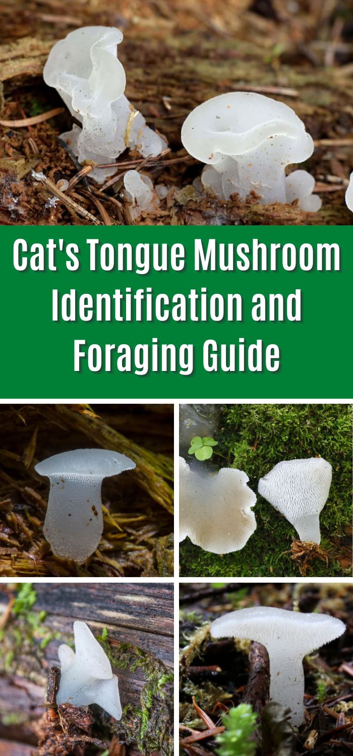 Cat's Tongue Mushroom Identification and Foraging Guide Mushroom