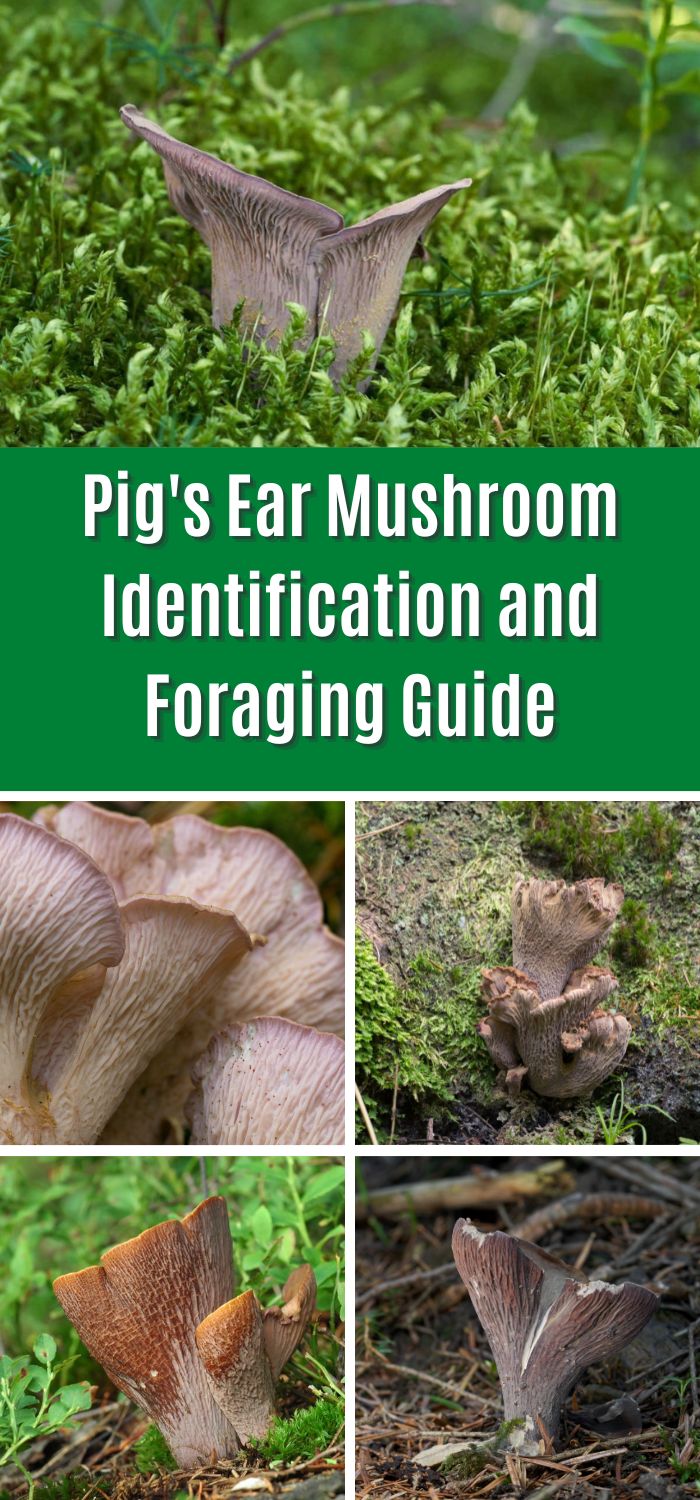 Pig's Ear Mushroom Identification, Foraging, and Cooking Guide