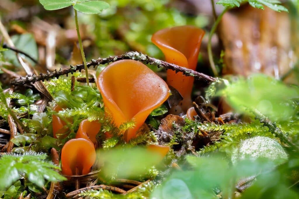 Apricot Jelly Fungus Identification and Foraging Guide Mushroom