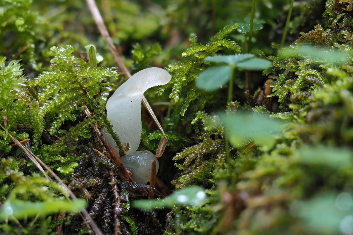 cat's tongue mushroom