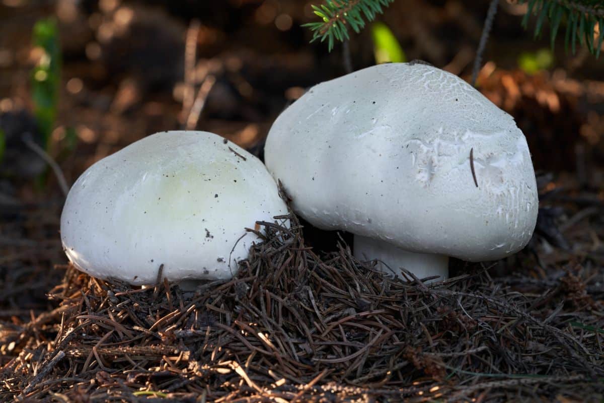 Agaricus arvensis