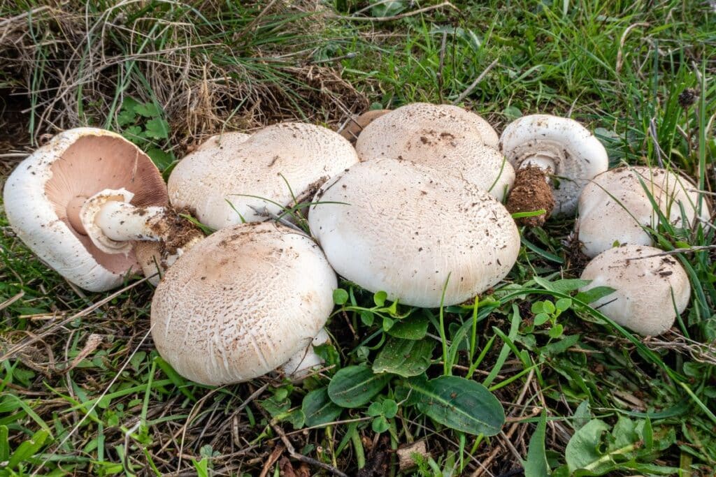 Meadow Mushroom Identification, Foraging, and Cooking Guide Mushroom