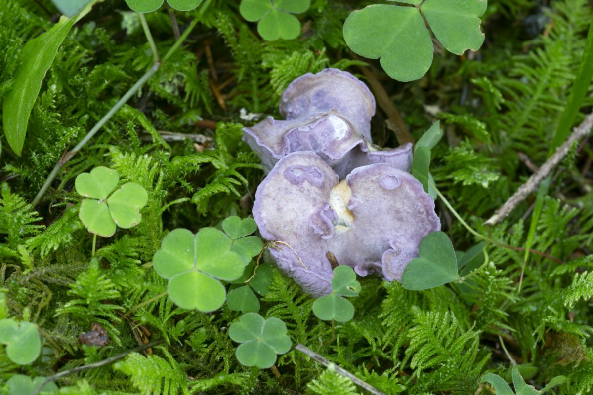 pig's ear mushroom