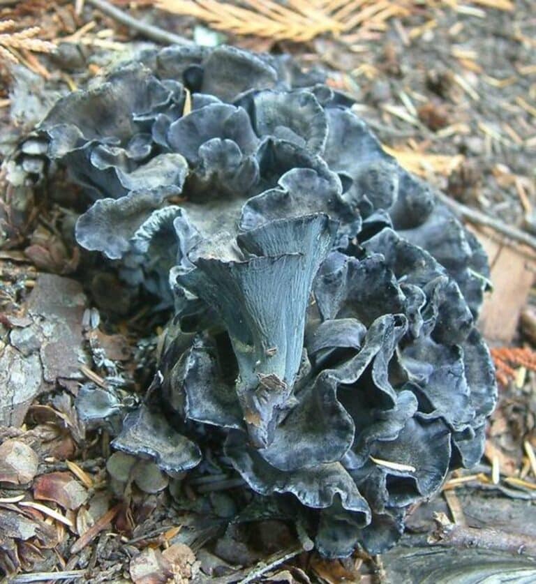 Blue Chanterelle Identification and Foraging Guide Mushroom Appreciation