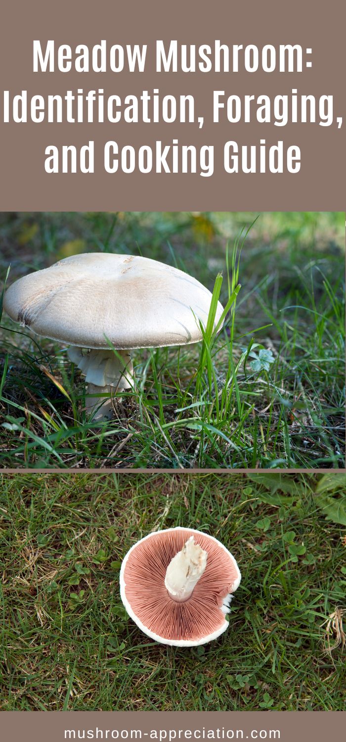 Meadow Mushroom Identification, Foraging, and Cooking Guide Mushroom