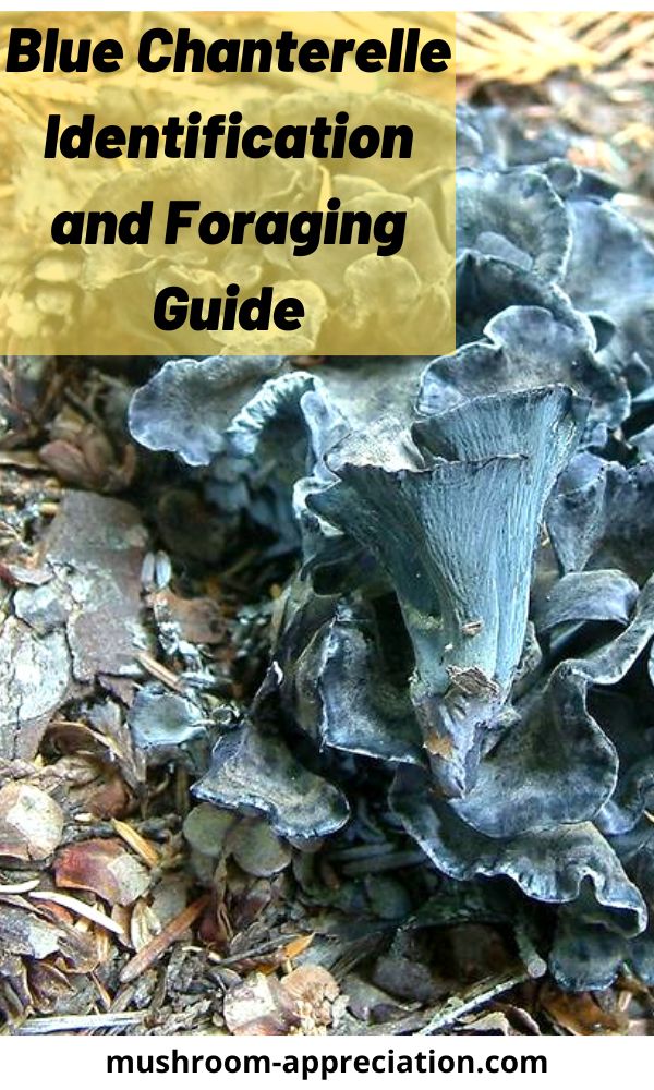 Blue Chanterelle Identification and Foraging Guide Mushroom Appreciation