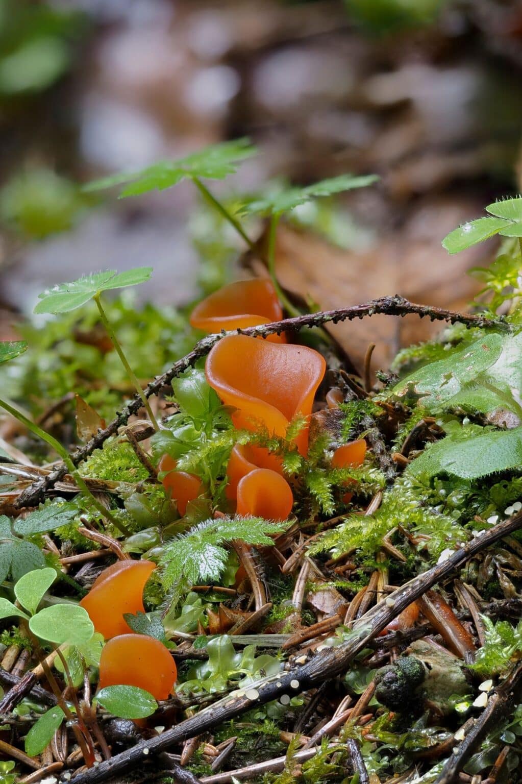 Apricot Jelly Fungus Identification and Foraging Guide Mushroom