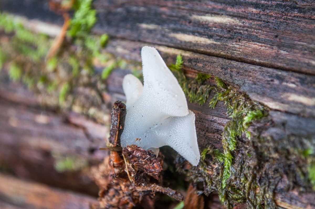 Pseudohydnum gelatinosum