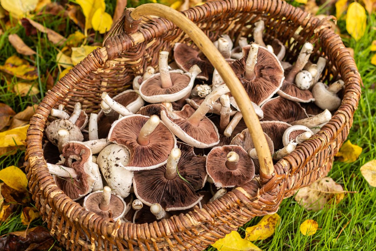 agaricus campestris