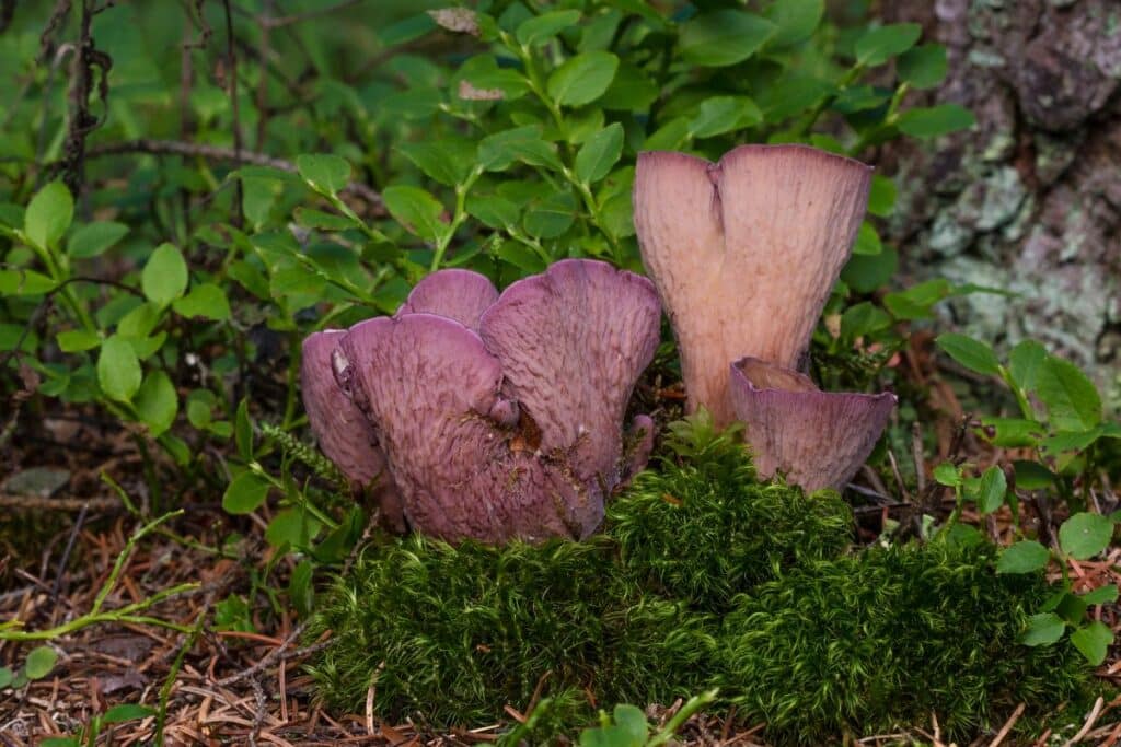 Pig's Ear Mushroom Identification, Foraging, and Cooking Guide
