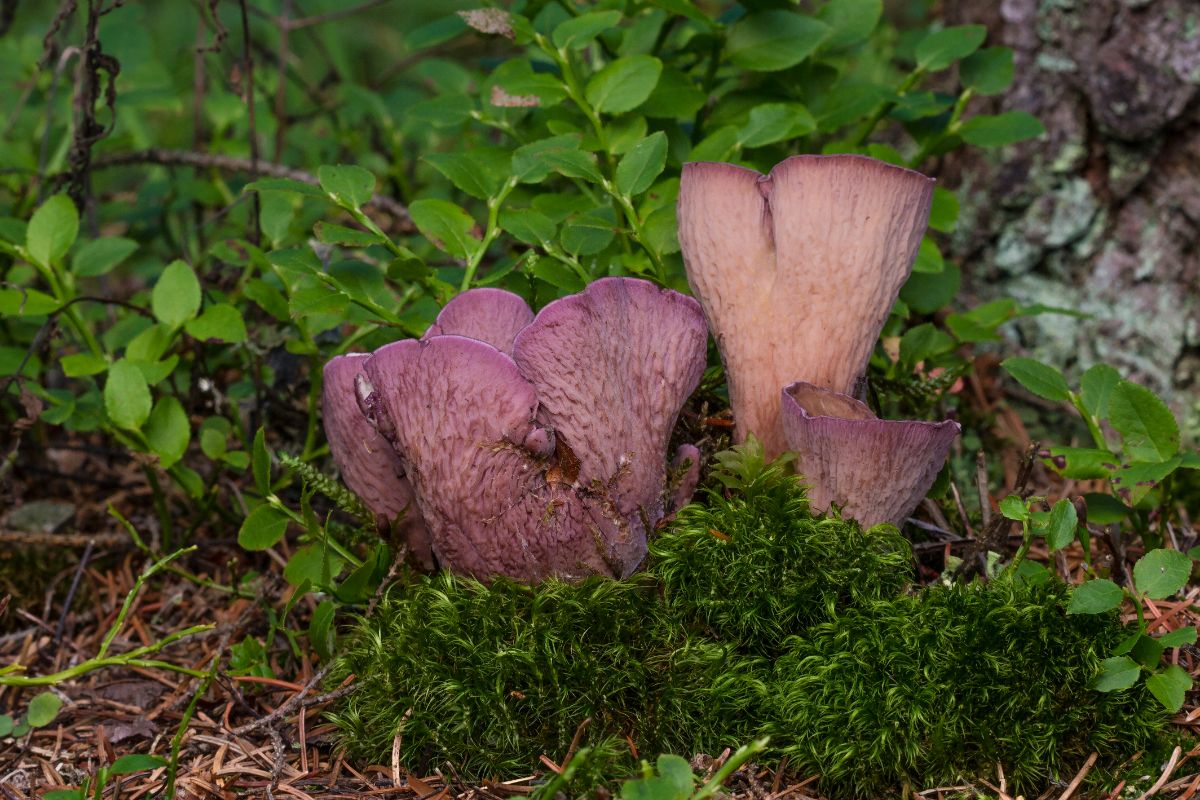 pig's ear fungus