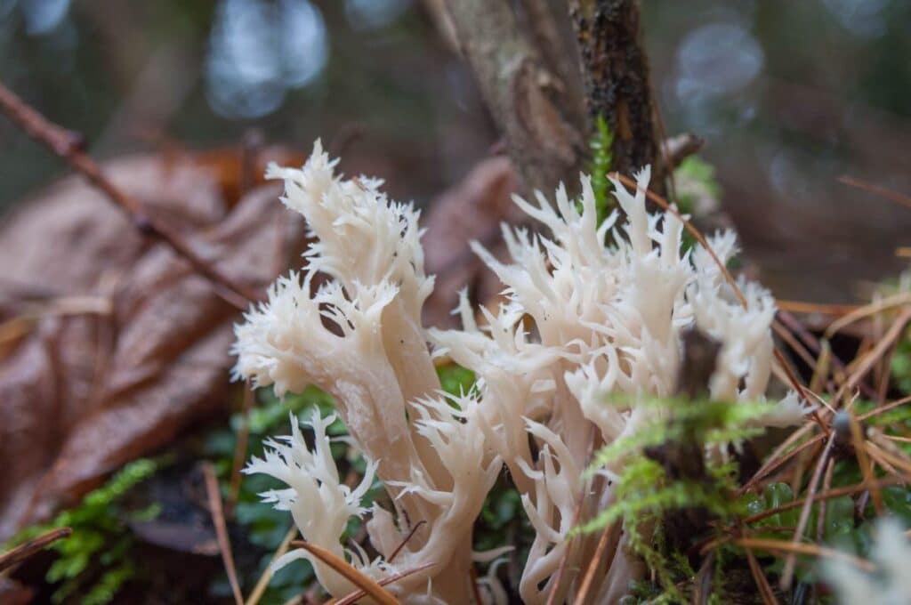 White Coral Fungus Identification Guide Mushroom Appreciation