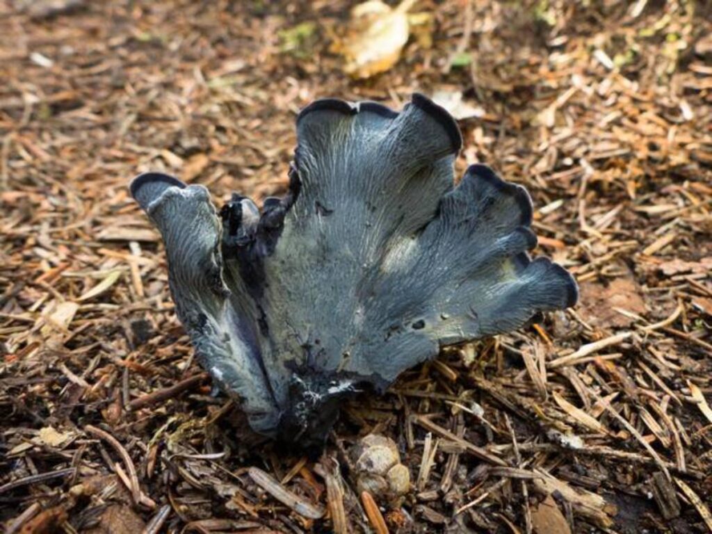 Blue Chanterelle Identification and Foraging Guide Mushroom Appreciation