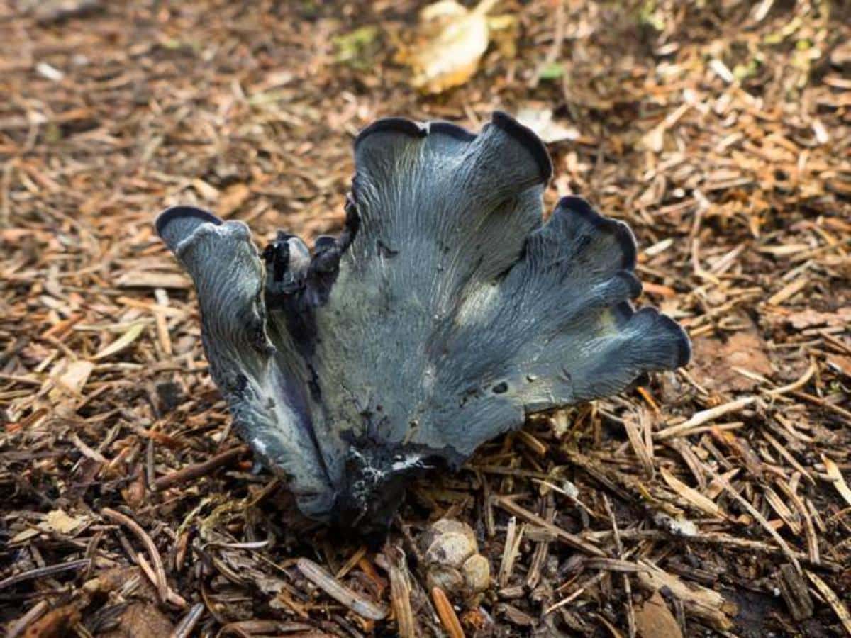 blue chanterelle