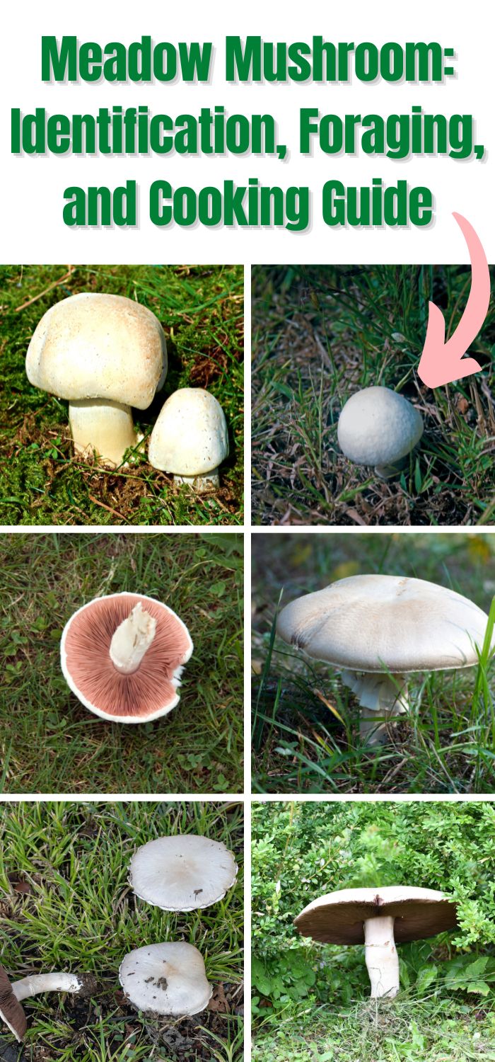 Meadow Mushroom Identification, Foraging, and Cooking Guide Mushroom