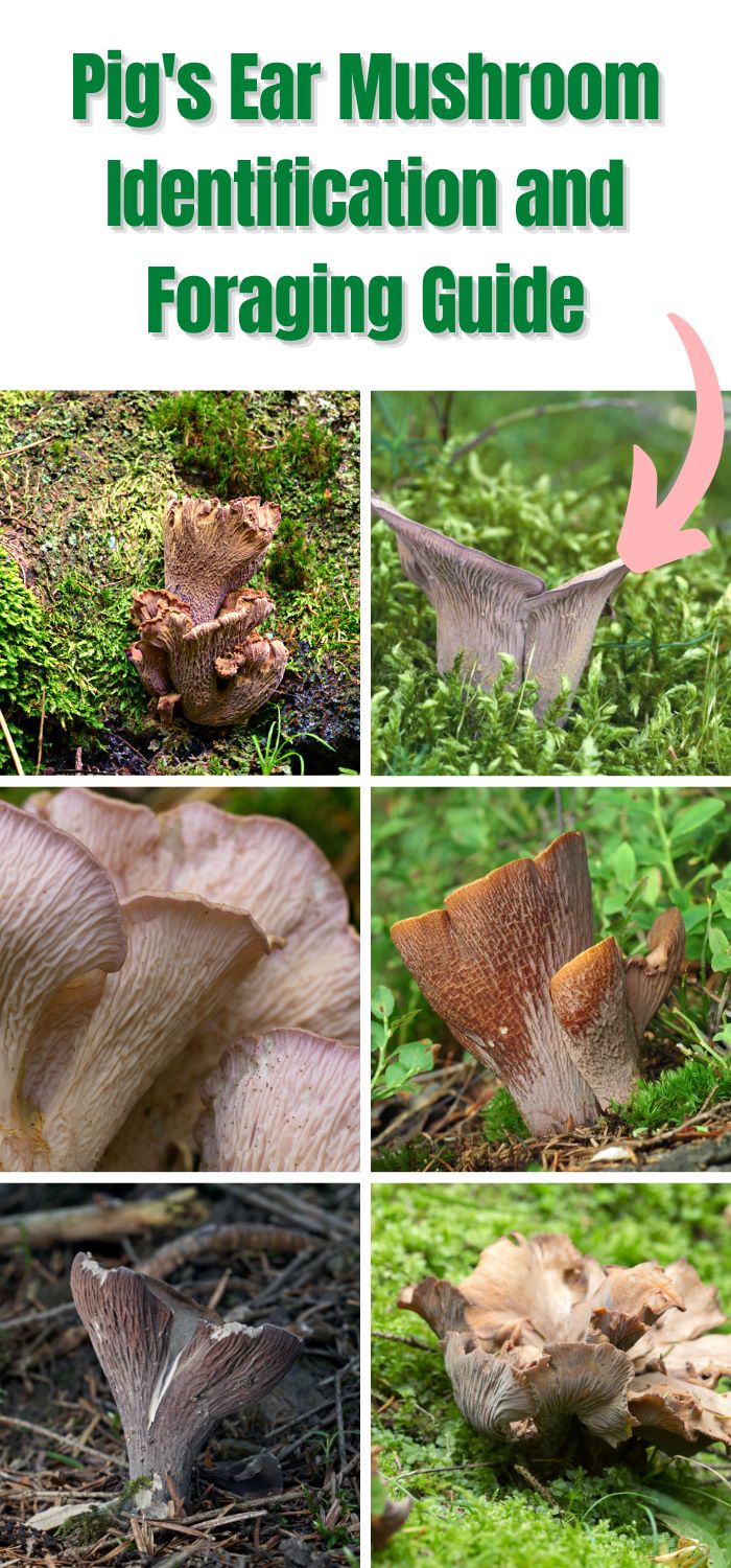Pig's Ear Mushroom Identification, Foraging, and Cooking Guide
