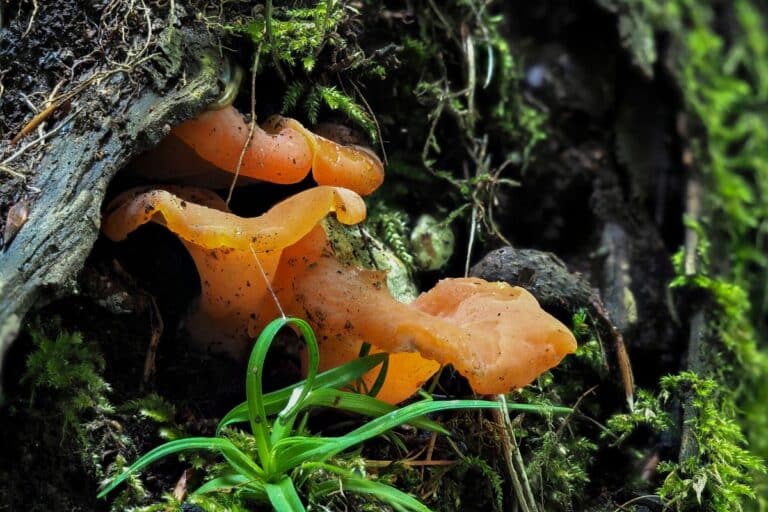 Apricot Jelly Fungus Identification and Foraging Guide Mushroom