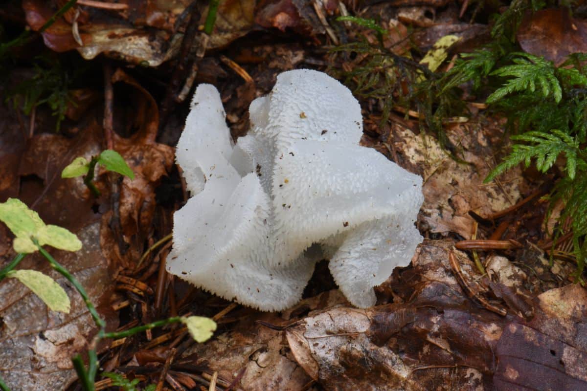 cat's tongue fungus