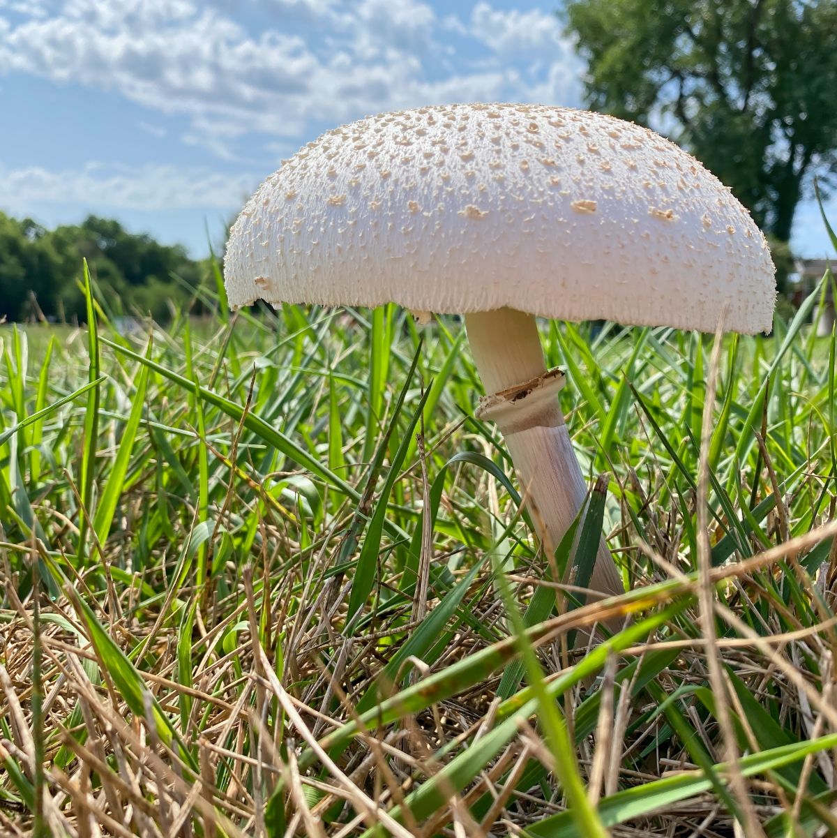 Agaricus arvensis