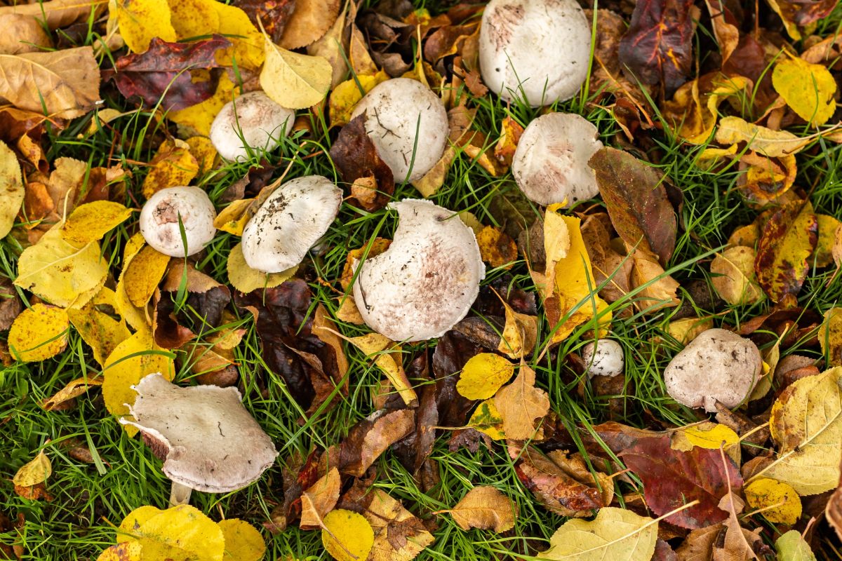 agaricus campestris