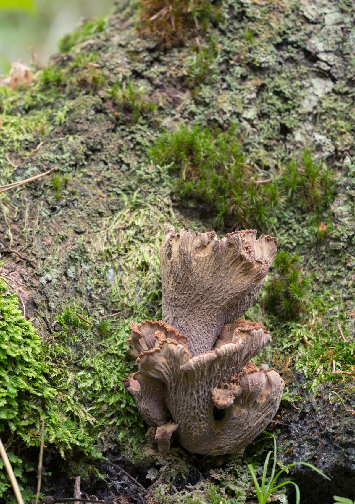 Gomphus clavatus pig's ear mushroom