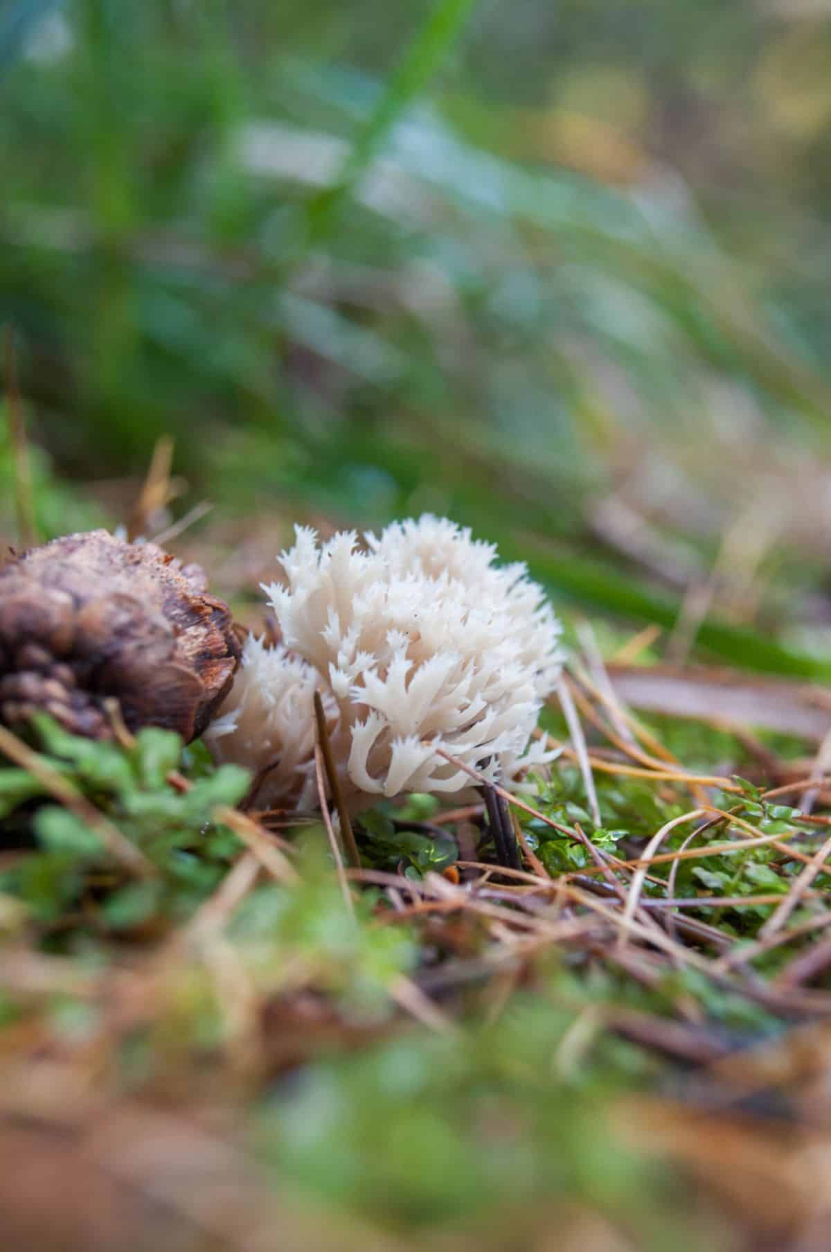 Clavaria cristata
