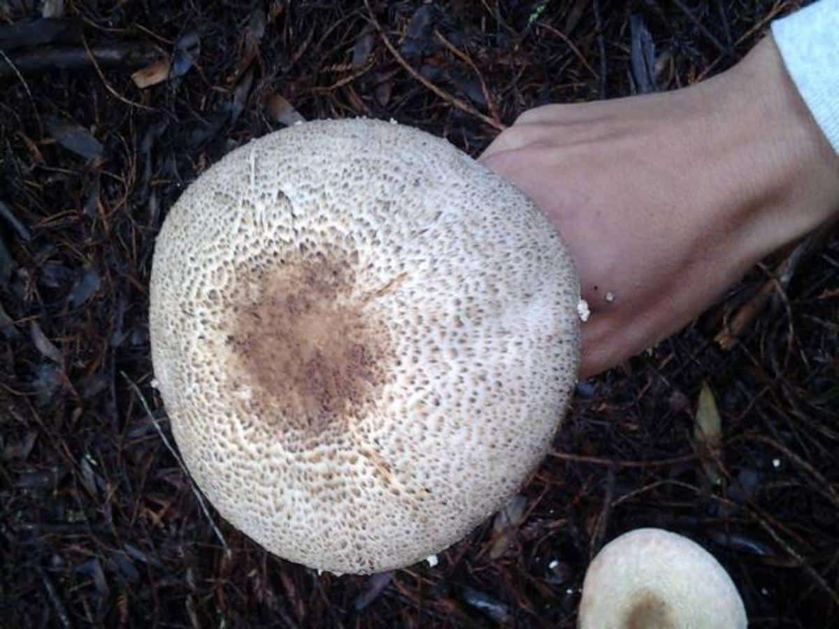 The Princess (Agaricus perobscurus)