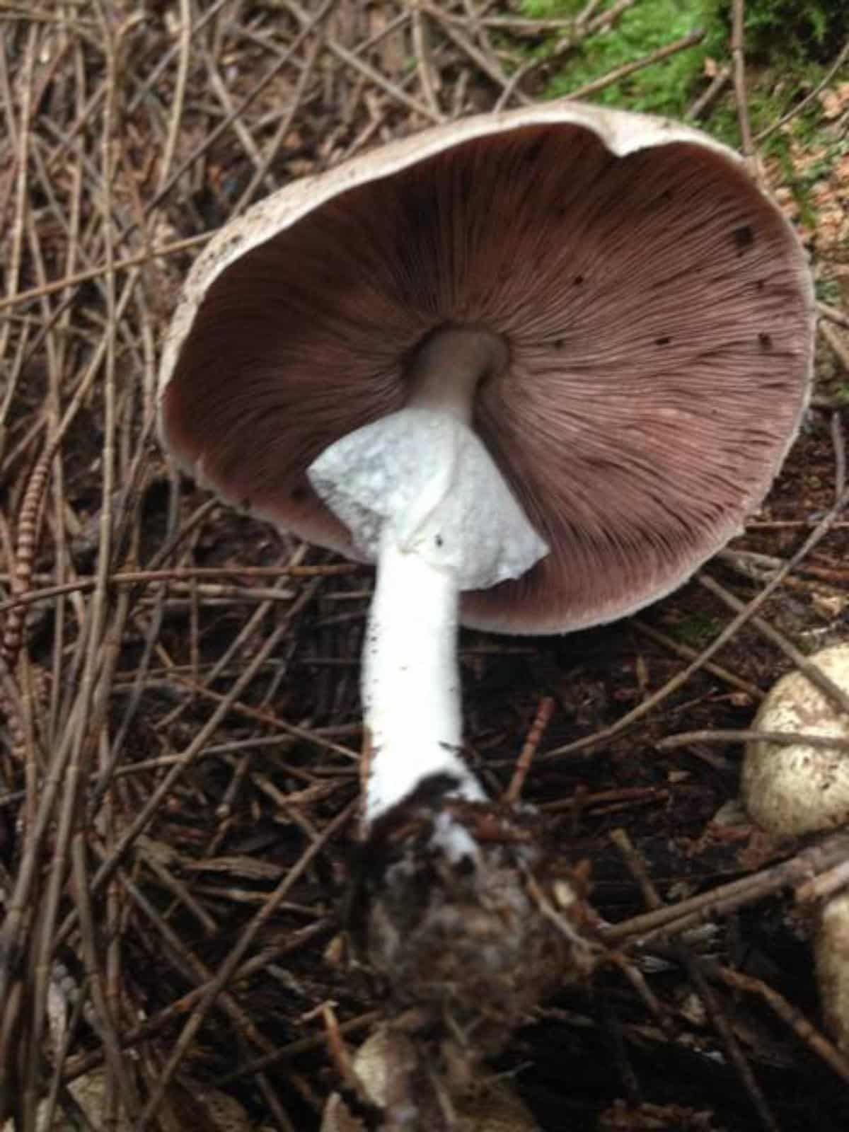 Agaricus subrufescens