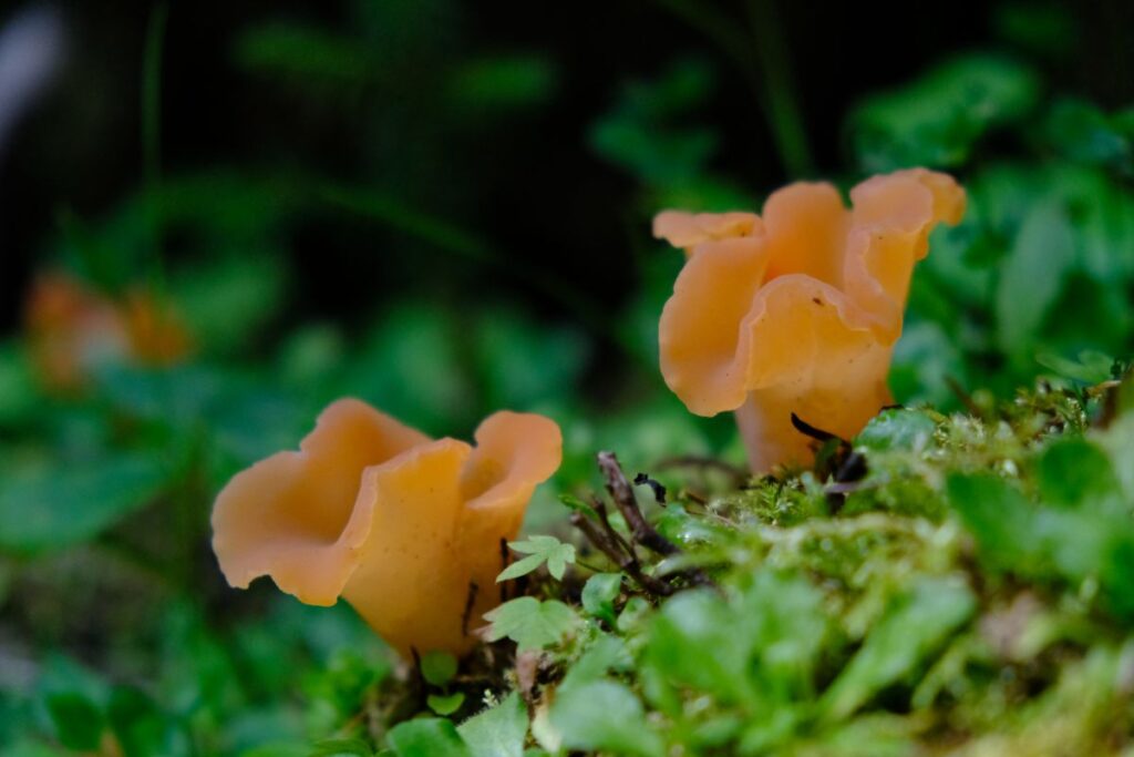 Apricot Jelly Fungus Identification and Foraging Guide Mushroom