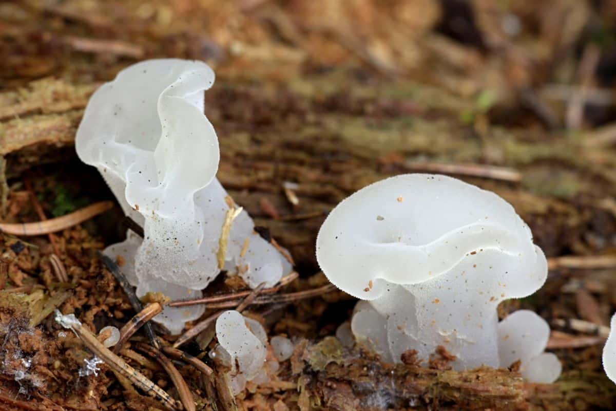 cat's tongue mushroom