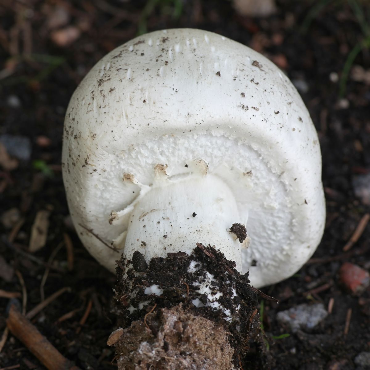 Agaricus arvensis