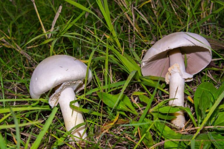 Meadow Mushroom Identification, Foraging, and Cooking Guide Mushroom