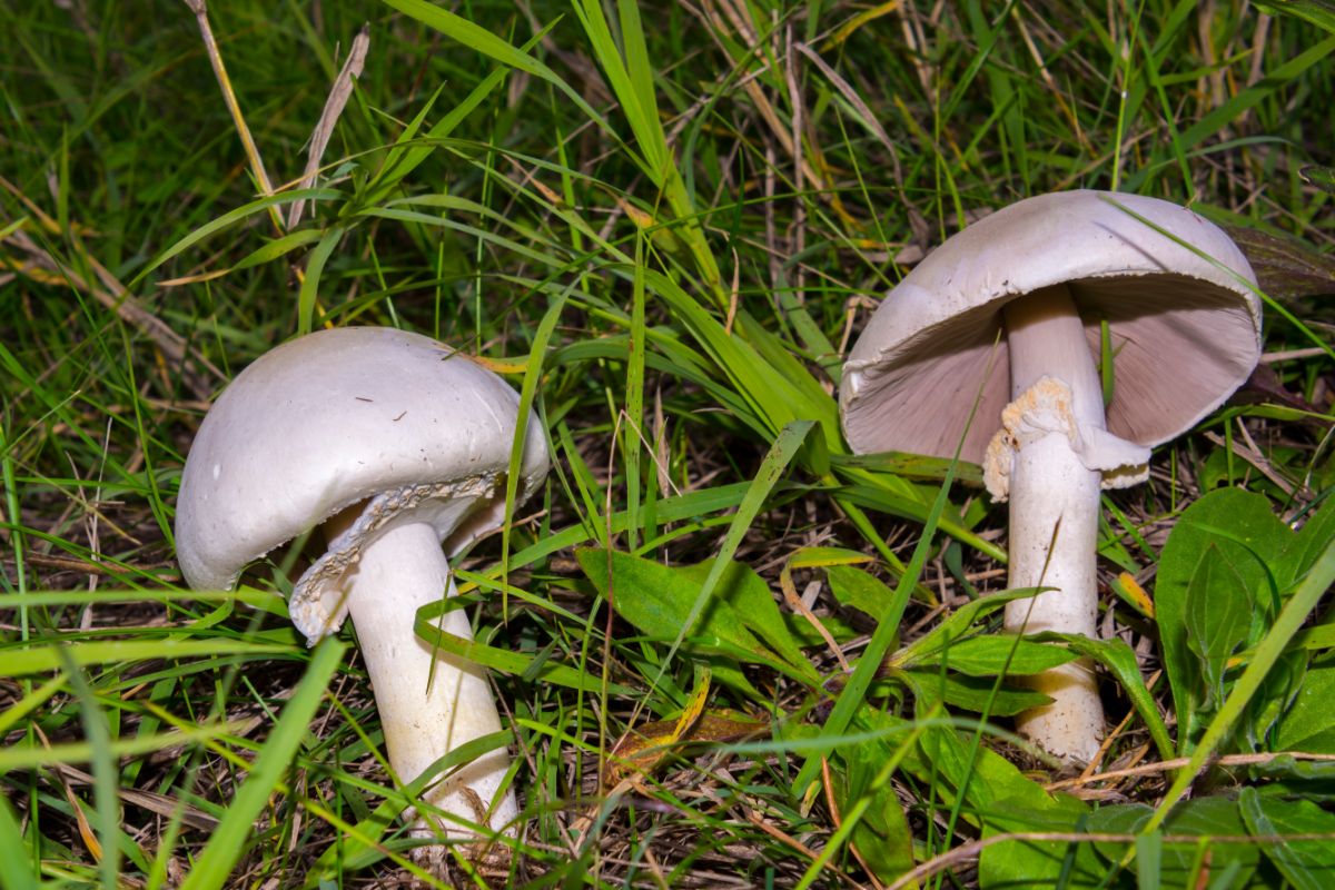 agaricus meadow mushroom stem rings and skirts