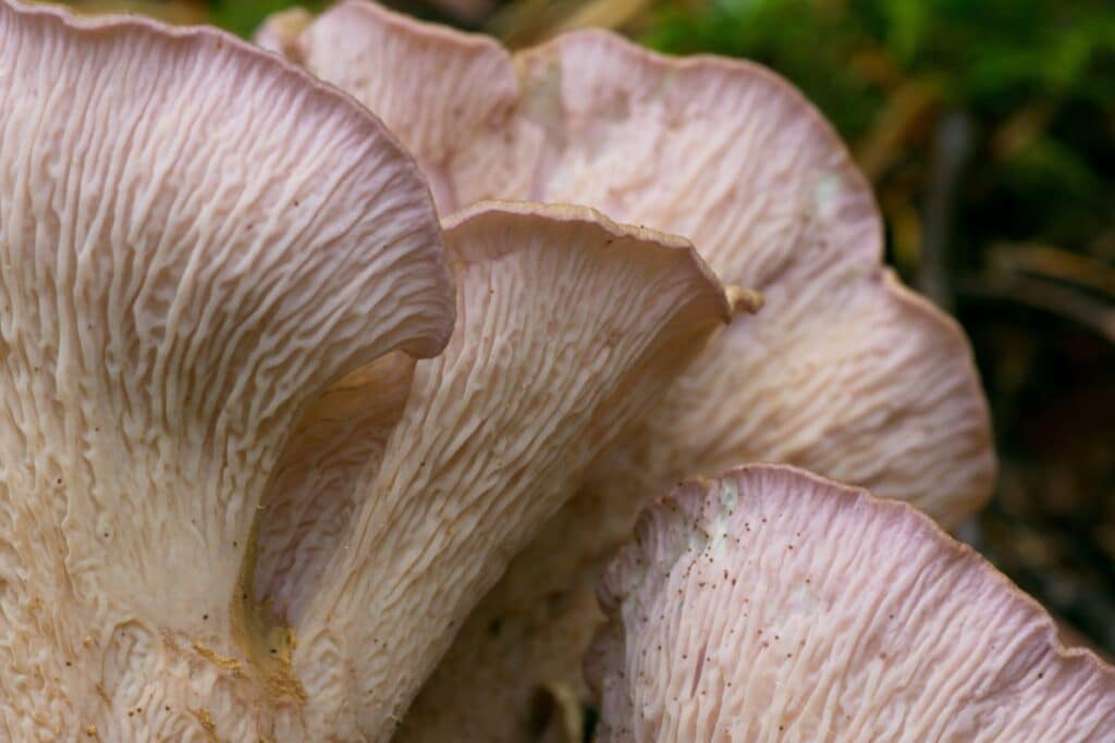 Pig's Ear Mushroom Identification, Foraging, and Cooking Guide