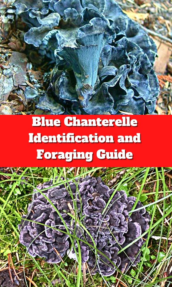 Blue Chanterelle Identification and Foraging Guide Mushroom Appreciation