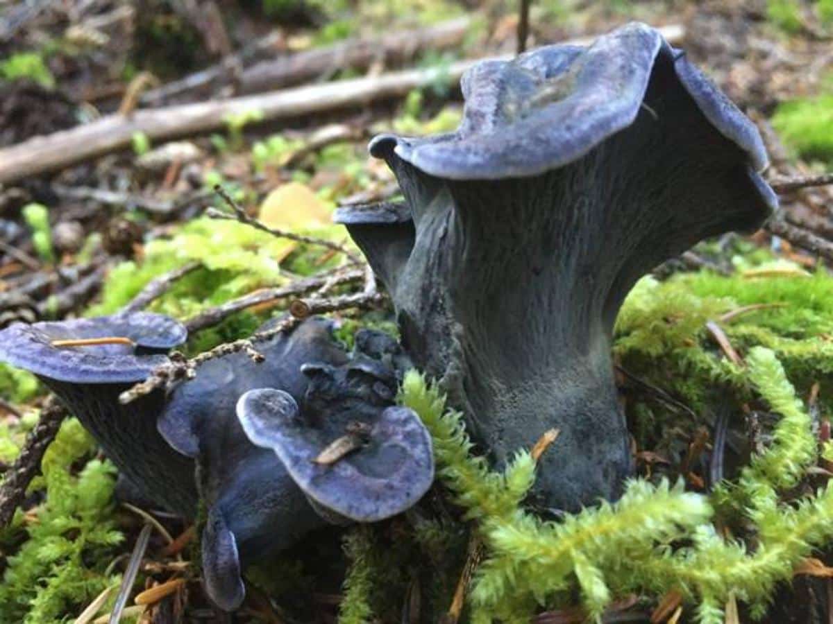 blue chanterelle