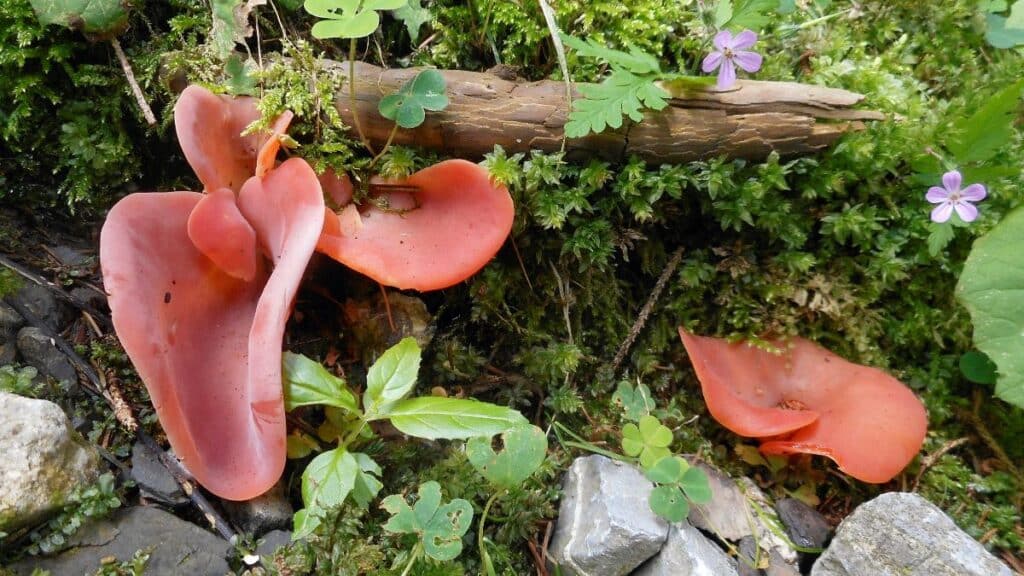 Apricot Jelly Fungus Identification and Foraging Guide Mushroom