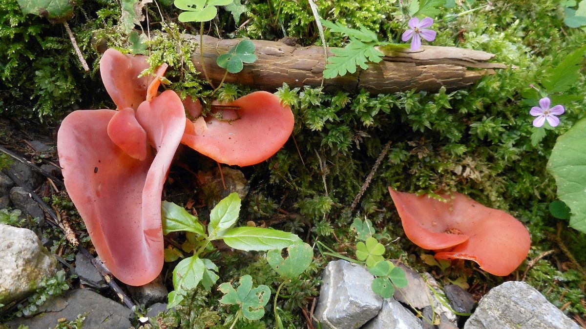 apricot jelly fungus