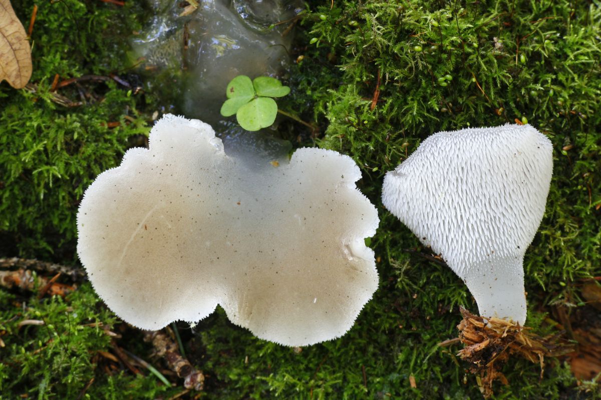 Pseudohydnum gelatinosum