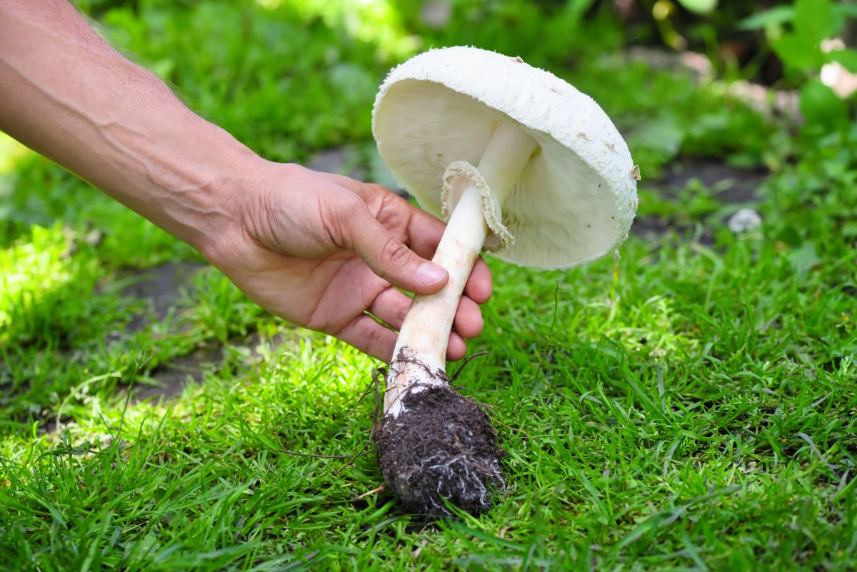 horse mushroom