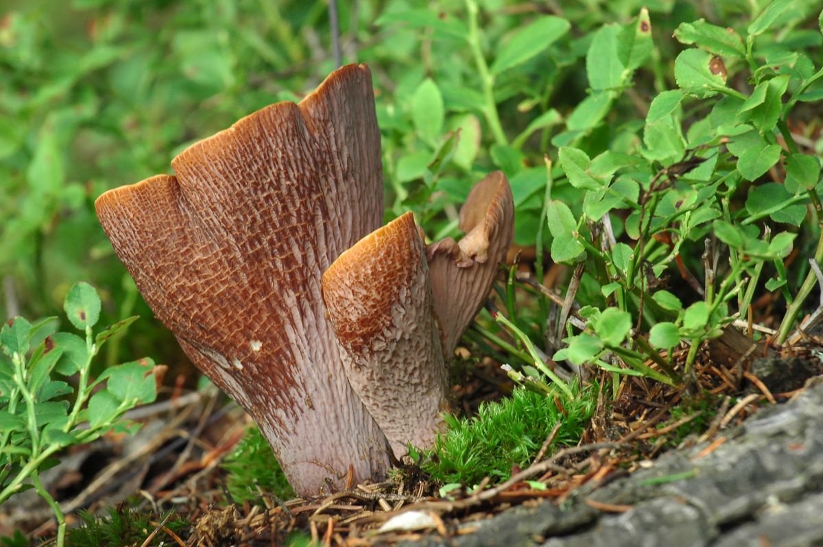 pig's ear mushroom