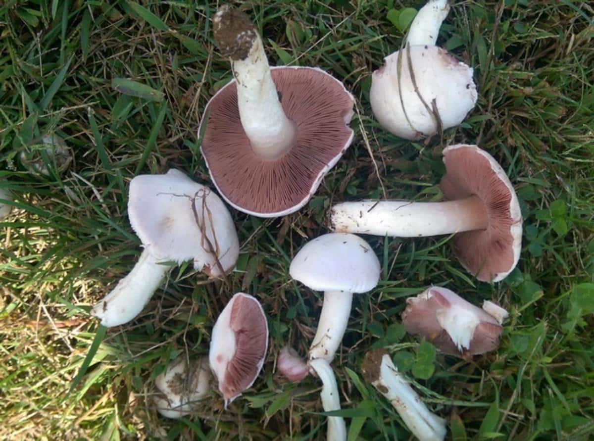 Agaricus andrewii