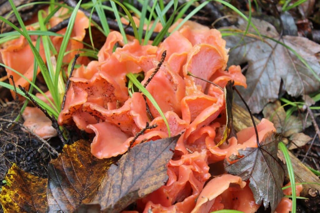 Apricot Jelly Fungus Identification and Foraging Guide Mushroom