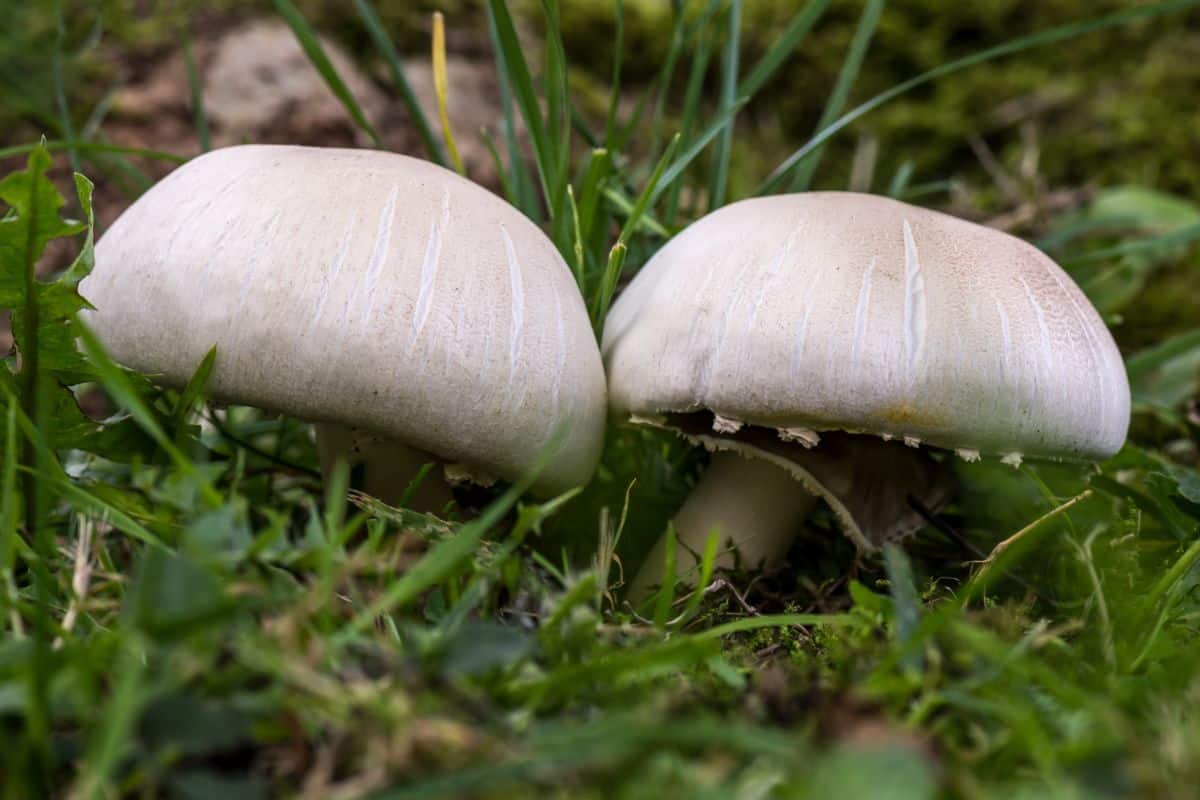 Horse Mushroom (Agaricus arvensis)