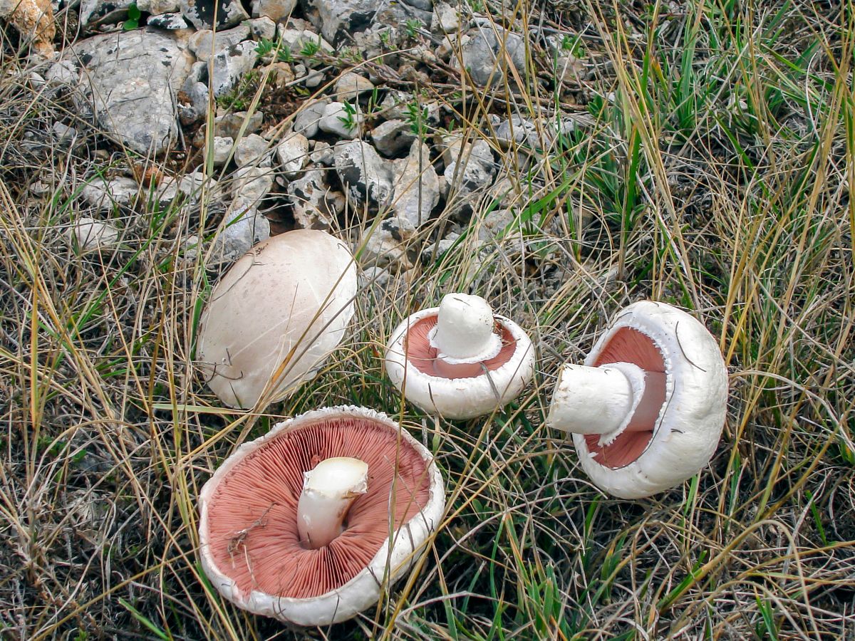 meadow mushroom