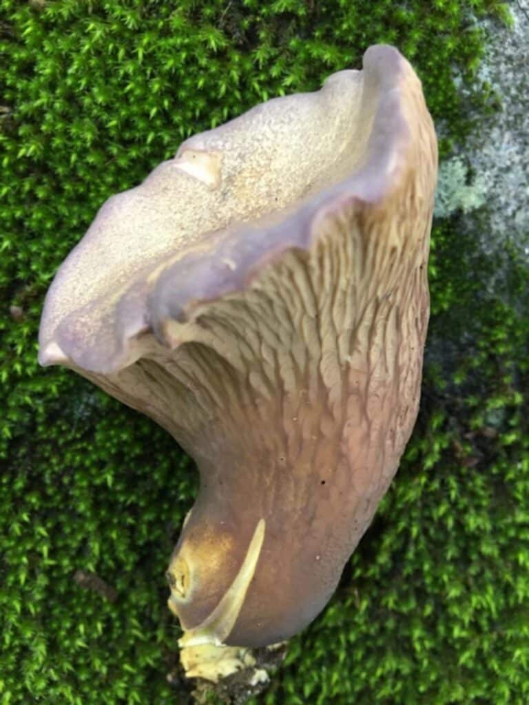 Pig's Ear Mushroom Identification, Foraging, and Cooking Guide