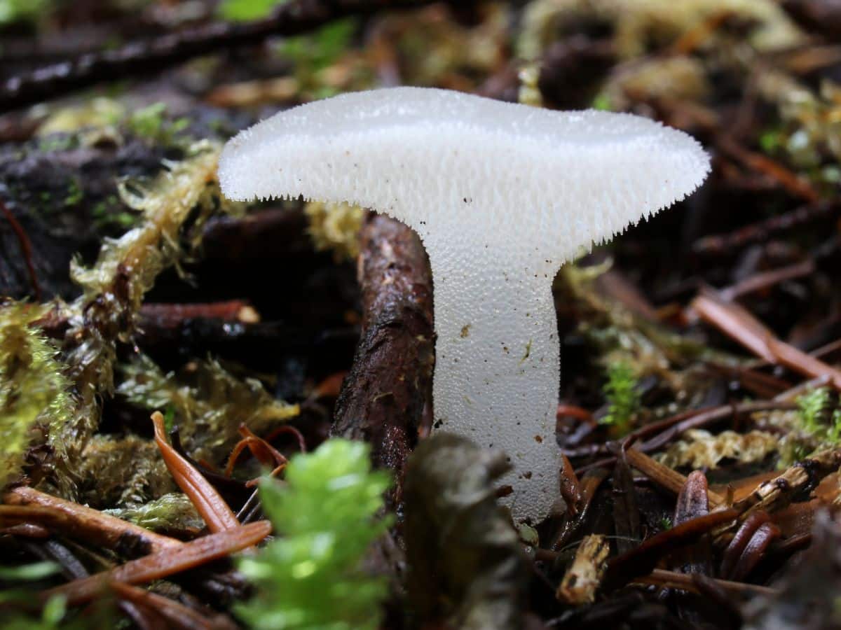 cat's tongue mushroom