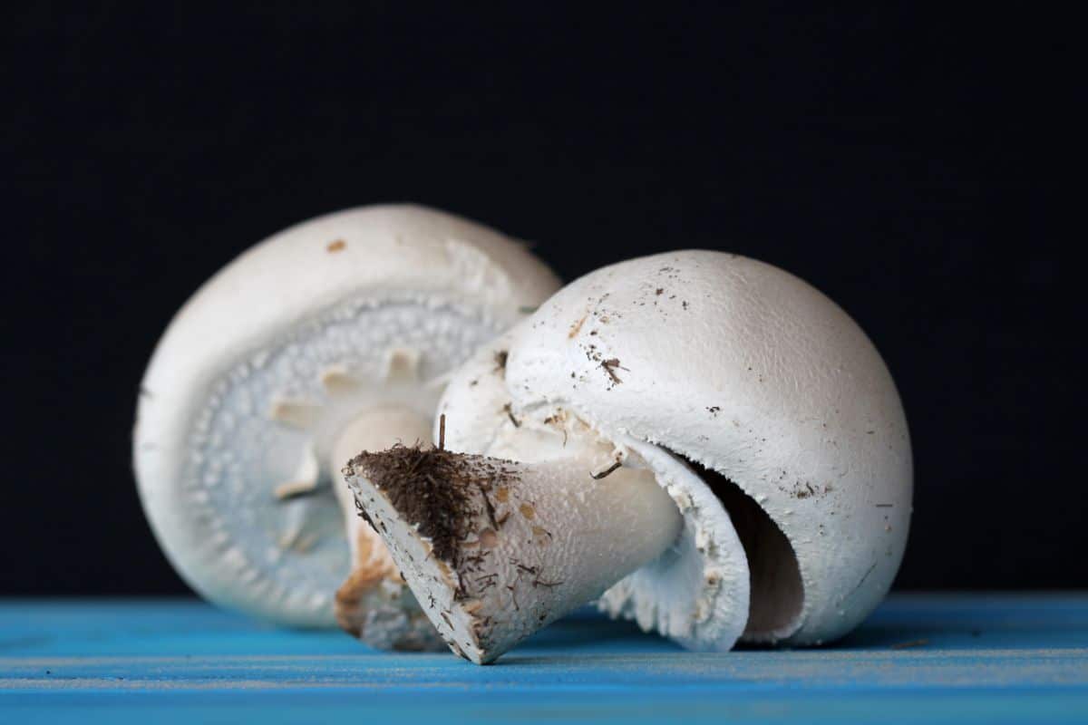 button mushroom stem ring